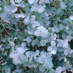 EUCALYPTUS gunnii - Eucalyptus
