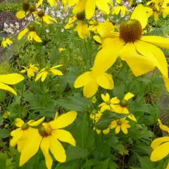 RUDBECKIA nitida 'Herbstsonne'