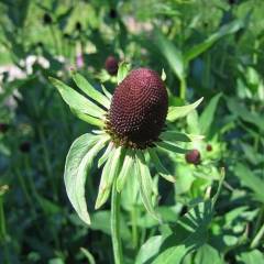 RUDBECKIA occidentalis 'Black Beauty'® - Rudbeckia