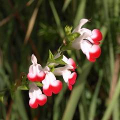 SALVIA microphylla 'Hot Lips' - Sauge arbustive