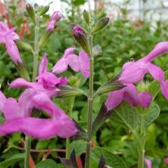SALVIA microphylla 'Pink Beauty' - Sauge 'Pink Beauty'