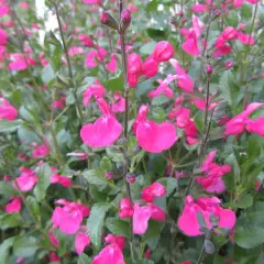 SALVIA microphylla 'Pink Beauty' - Sauge arbustive