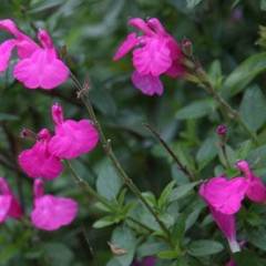SALVIA microphylla 'Pink Beauty' - Sauge 'Pink Beauty'