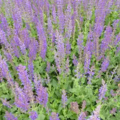 SALVIA nemorosa 'Mainacht'