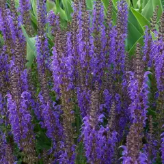 SALVIA nemorosa 'Mainacht'