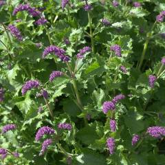 SALVIA verticillata 'Purple Rain' - Sauge vivace