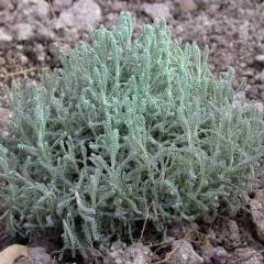 SANTOLINA chamaecyparissus 'Edward Bowles' - Santoline petit Cyprès
