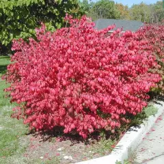 EUONYMUS alatus Compactus - Fusain ailé nain