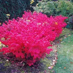 EUONYMUS alatus Compactus - Fusain ailé nain