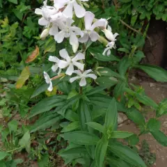 SAPONARIA officinalis 'Alba Plena' - Saponaire