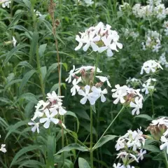 SAPONARIA officinalis 'Alba Plena' - Saponaire