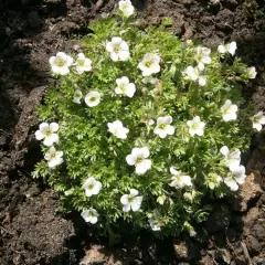 SAXIFRAGA arendsii 'Schneeteppich' - Saxifrage