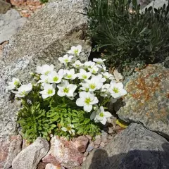 SAXIFRAGA arendsii 'Schneeteppich' - Saxifrage