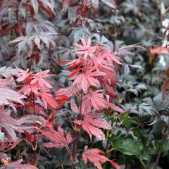 Érable du Japon 'Bloodgood' - Acer palmatum 'Bloodgood', érable japonais