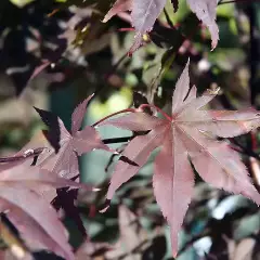 Érable du Japon 'Bloodgood' - Acer palmatum 'Bloodgood', érable japonais