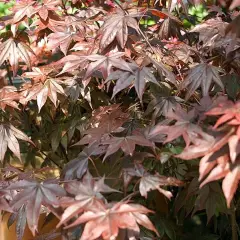 Érable du Japon 'Bloodgood' - Acer palmatum 'Bloodgood', érable japonais