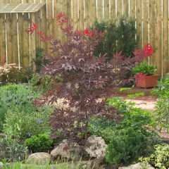 ACER palmatum 'Bloodgood' - Erable de japon