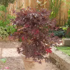 Érable du Japon 'Bloodgood' - Acer palmatum 'Bloodgood', érable japonais