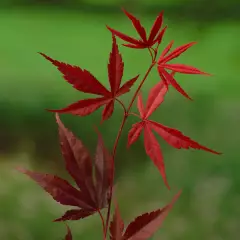 Érable du Japon 'Bloodgood' - Acer palmatum 'Bloodgood', érable japonais