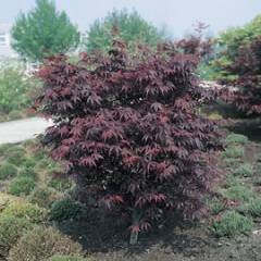 Érable du Japon 'Bloodgood' - Acer palmatum 'Bloodgood', érable japonais