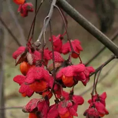 EUONYMUS europaeus - Fusain d'Europe, bonnet carré