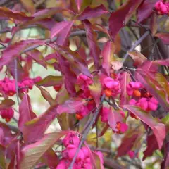 EUONYMUS europaeus - Fusain d'Europe, bonnet carré