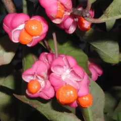 EUONYMUS europaeus - Fusain d'Europe, bonnet carré