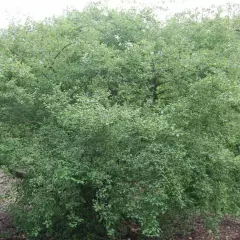 EUONYMUS europaeus - Fusain d'Europe, bonnet carré