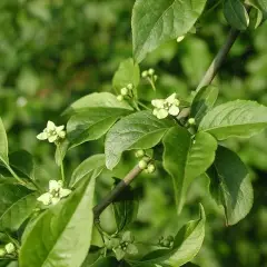 EUONYMUS europaeus - Fusain d'Europe, bonnet carré