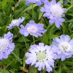 SCABIOSA caucasica 'Perfecta'