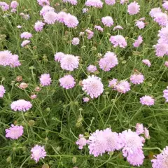 SCABIOSA columbaria 'Pink Mist'