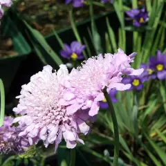 SCABIOSA columbaria 'Pink Mist'