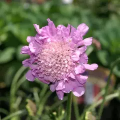 SCABIOSA columbaria 'Pink Mist'