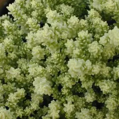 SEDUM acre 'Elegans' - Orpin