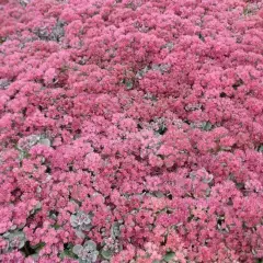 SEDUM cauticola 'Lidakense'