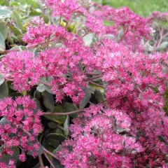 SEDUM cauticola 'Lidakense'