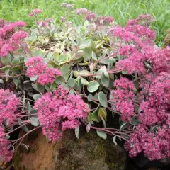 SEDUM cauticola 'Lidakense'