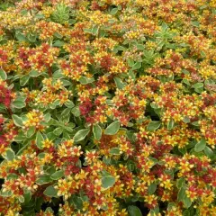 SEDUM kamtschaticum 'Variegatum' - Orpin