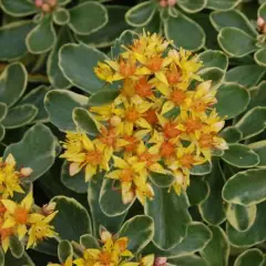 SEDUM kamtschaticum 'Variegatum' - Orpin