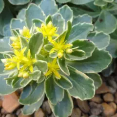 SEDUM kamtschaticum 'Variegatum' - Orpin