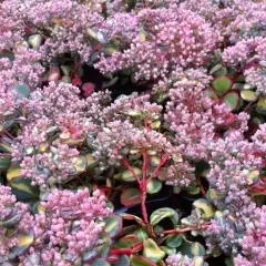 SEDUM sieboldii 'Mediovariegatum'