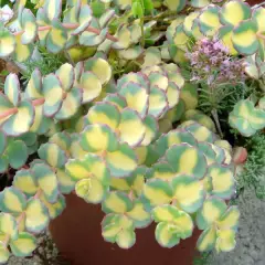 SEDUM sieboldii 'Mediovariegatum'