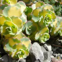 SEDUM sieboldii 'Mediovariegatum'