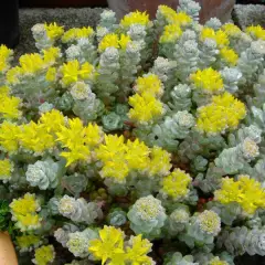 SEDUM spathulifolium 'Cape Blanco' - Orpin