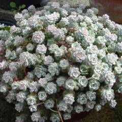 SEDUM spathulifolium 'Cape Blanco' - Orpin