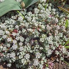SEDUM spathulifolium 'Cape Blanco' - Orpin