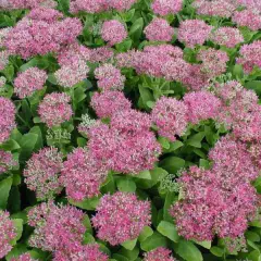 SEDUM spectabile 'Brillant'