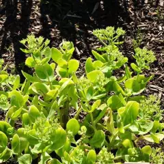 SEDUM spectabile 'Brillant'