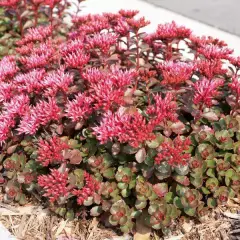 SEDUM spurium 'Fuldaglut'