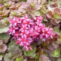 SEDUM spurium 'Fuldaglut'